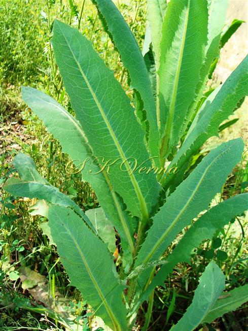  Lower and Middle Stem leaves